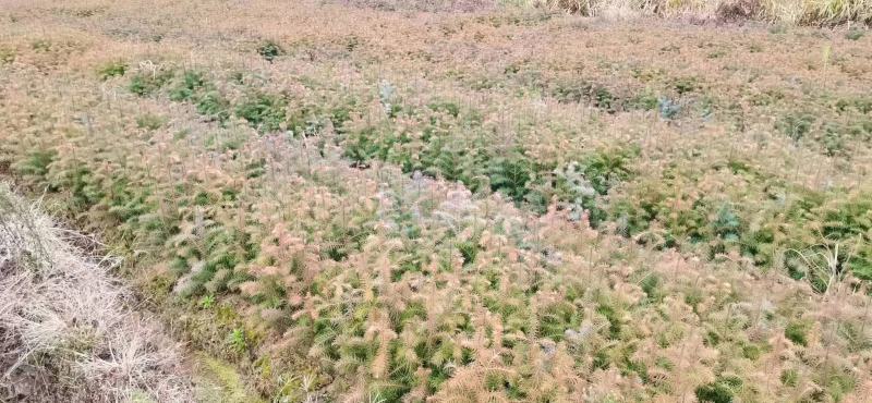 【基地供货】杉树苗，25到50公分高小苗，量大从优，电联
