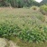 【基地供货】杉树苗，25到50公分高小苗，量大从优，电联