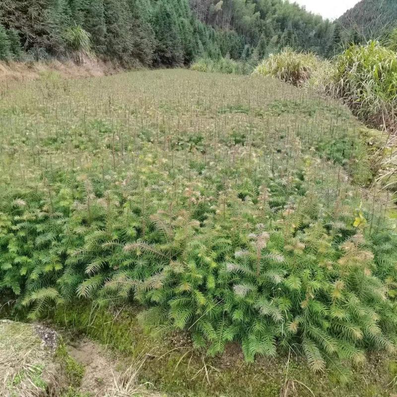 【基地供货】杉树苗，25到50公分高小苗，量大从优，电联