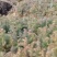 【基地供货】杉树苗，25到50公分高小苗，量大从优，电联