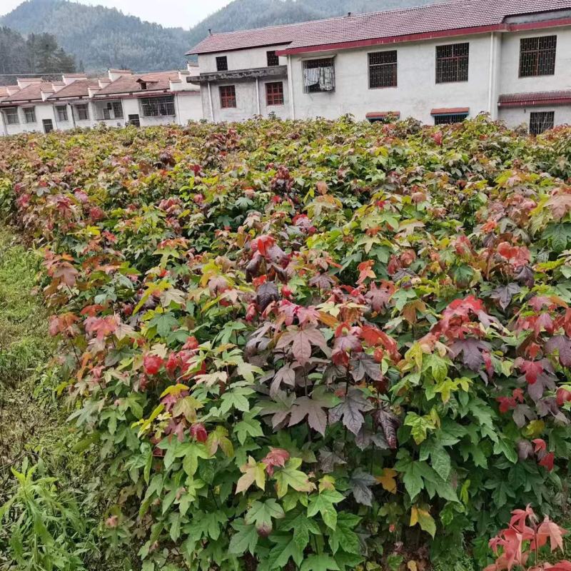 枫树苗1—2年生裸根苗，基地货源量大从优欢迎来电
