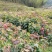 枫树苗1—2年生裸根苗，基地货源量大从优欢迎来电