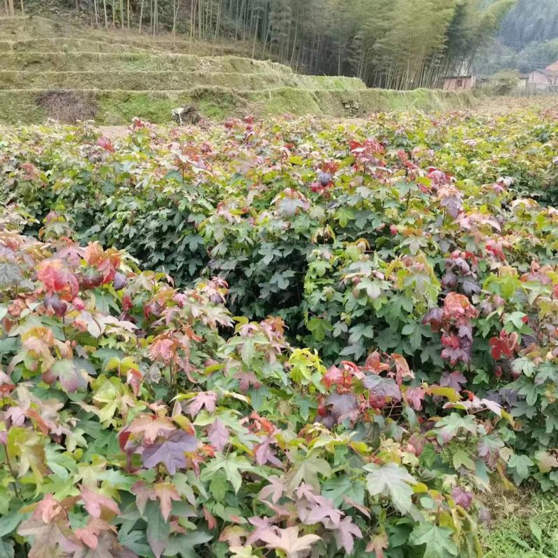 枫树苗1—2年生裸根苗，基地货源量大从优欢迎来电