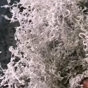 【精品】正宗特级藤茶藤茶养生茶自产自销产地直发