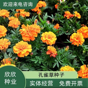 孔雀草种子混色重瓣草花种子庭院室外景观花卉四季易种花种