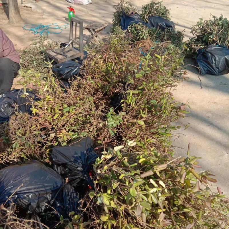 金银花苗，自产自销，价格便宜，成活率高，可以实地考察