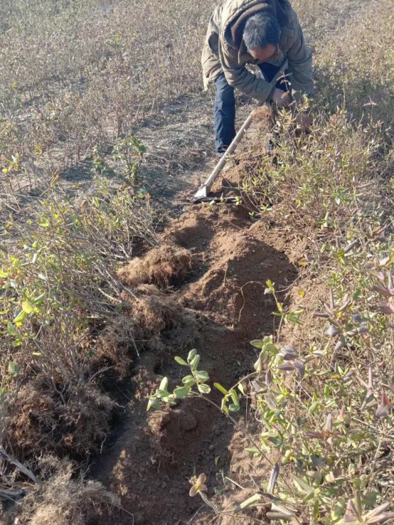 金银花苗，自产自销，价格便宜，成活率高，可以实地考察