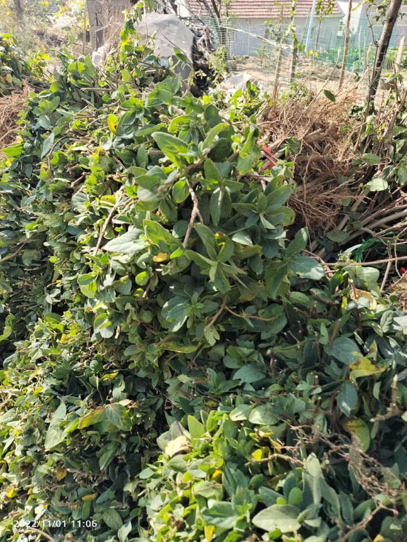 金银花苗，自产自销，价格便宜，成活率高，可以实地考察
