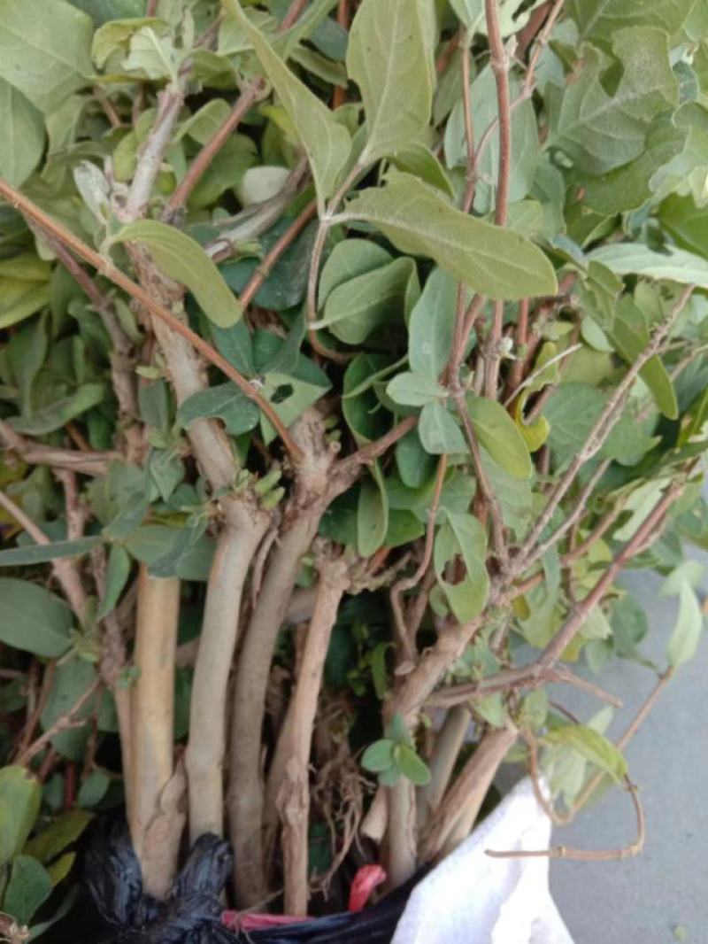 金银花苗，自产自销，价格便宜，成活率高，可以实地考察
