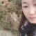 金银花苗，自产自销，价格便宜，成活率高，可以实地考察