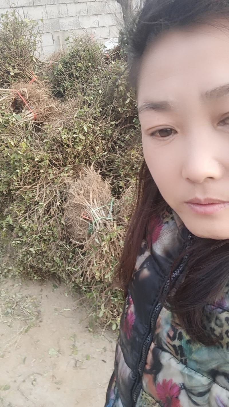 金银花苗，自产自销，价格便宜，成活率高，可以实地考察