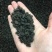 茶化石糯米香茶叶12年陈香云南碎银子500g