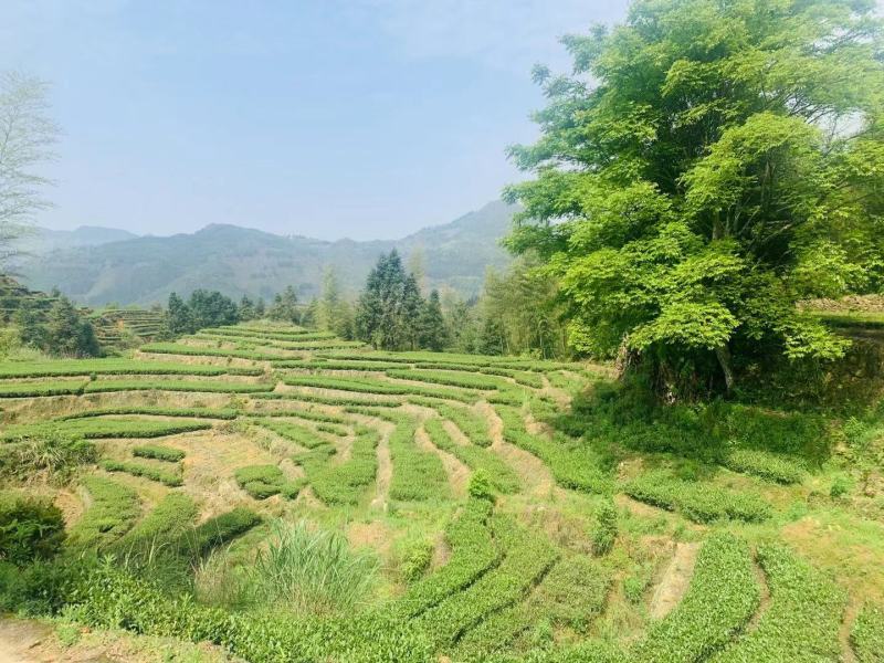 茶化石糯米香茶叶12年陈香云南碎银子500g