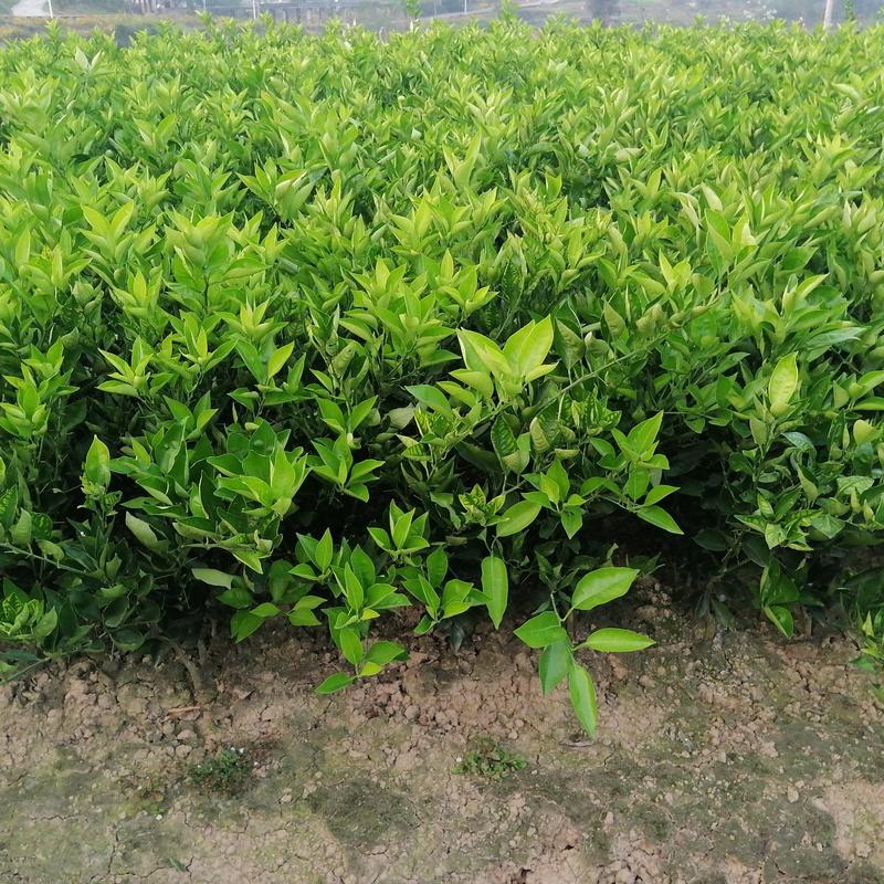 塔罗科血橙苗，重庆垫江