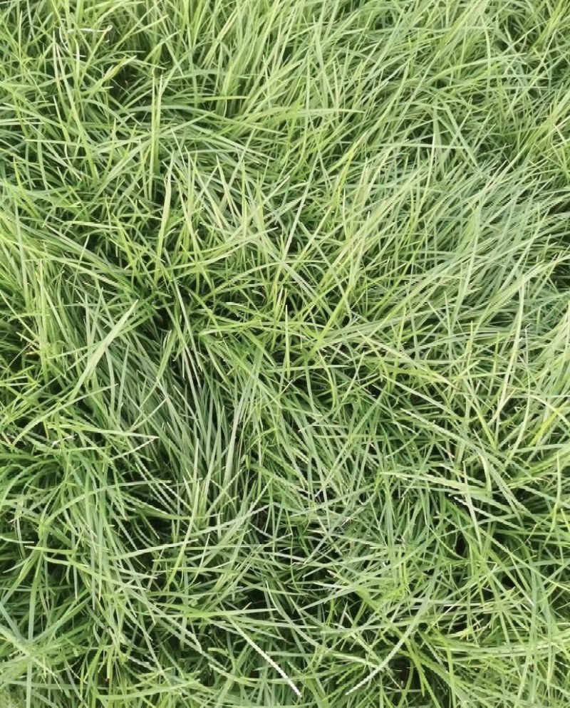 绿化麦冬草，麦冬种苗批发