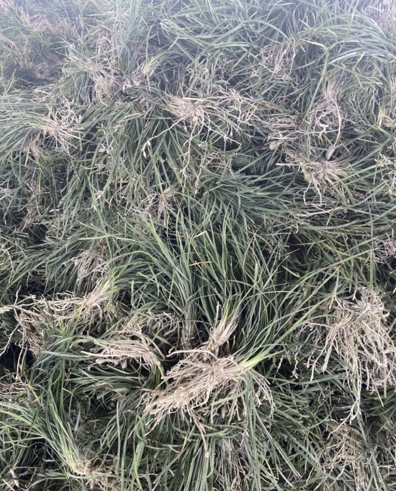绿化麦冬草，麦冬种苗批发