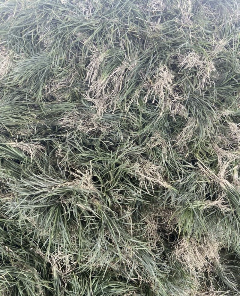 绿化麦冬草，麦冬种苗批发