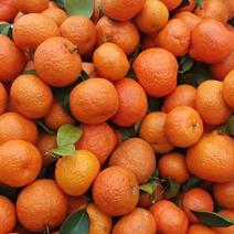 【热卖】湖南柑桔砂糖橘大量有货全国发货欢迎咨询