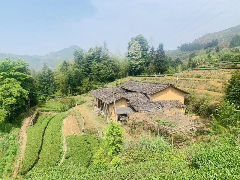 张家界莓茶藤茶茅岩霉茶500g包邮