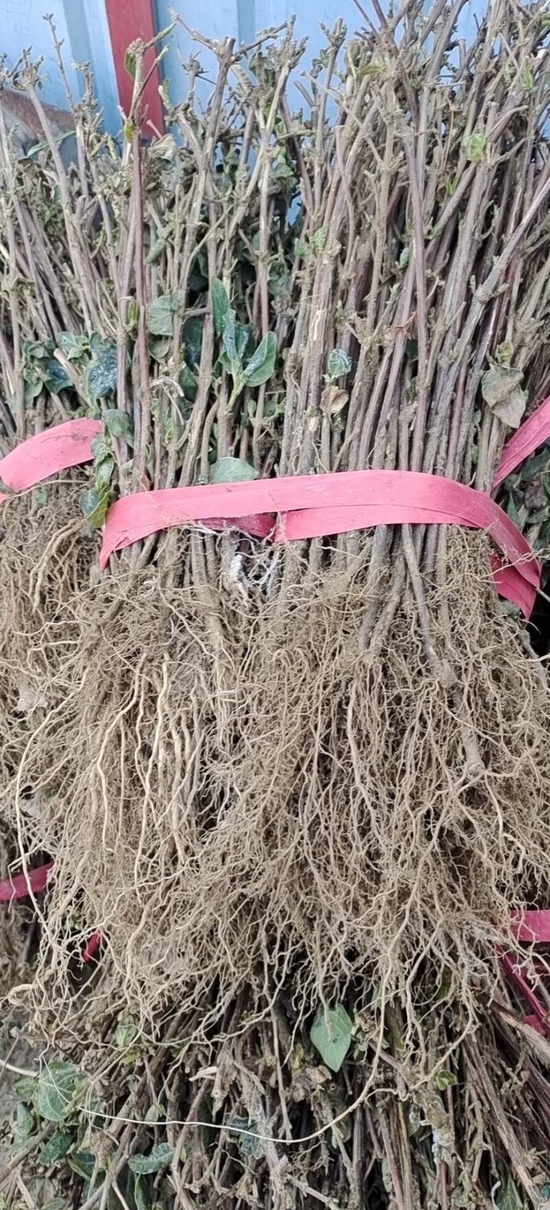 自产自销，价格便宜，可实地考察，成活率高，包装车