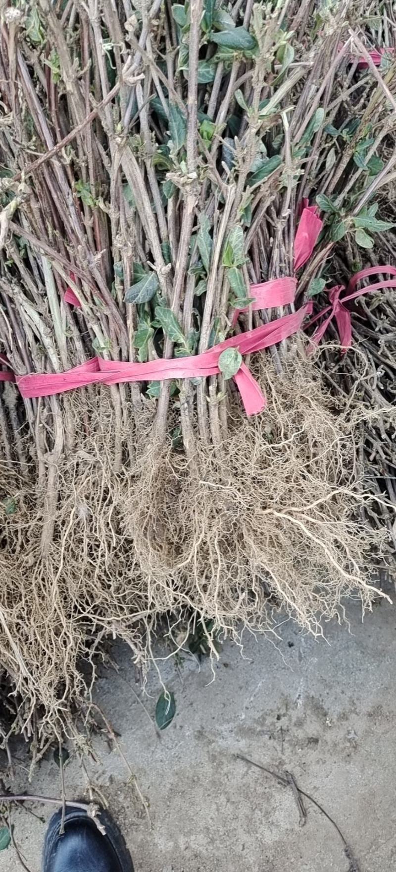 自产自销，价格便宜，可实地考察，成活率高，包装车