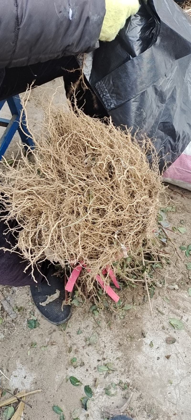 自产自销，价格便宜，可实地考察，成活率高，包装车