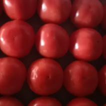 西红柿山东硬粉西红柿规格齐全产地直销对接菜农诚信代办