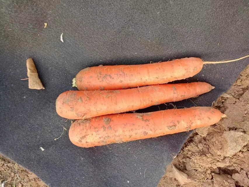 胡萝卜秋季种植图