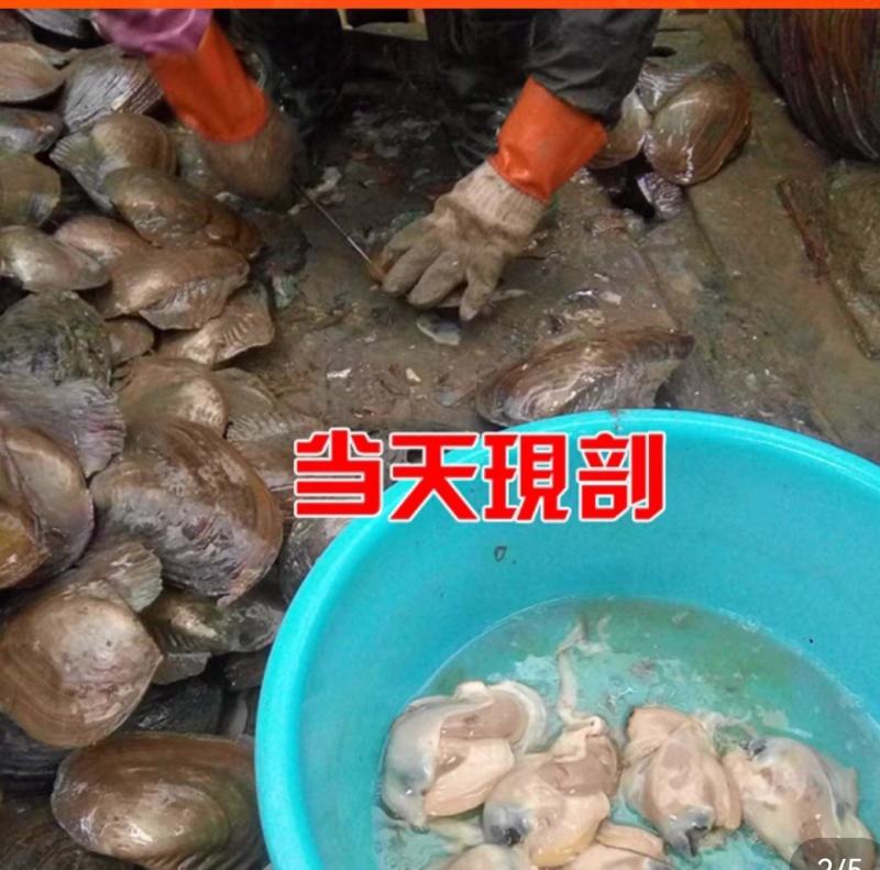 新鲜河蚌