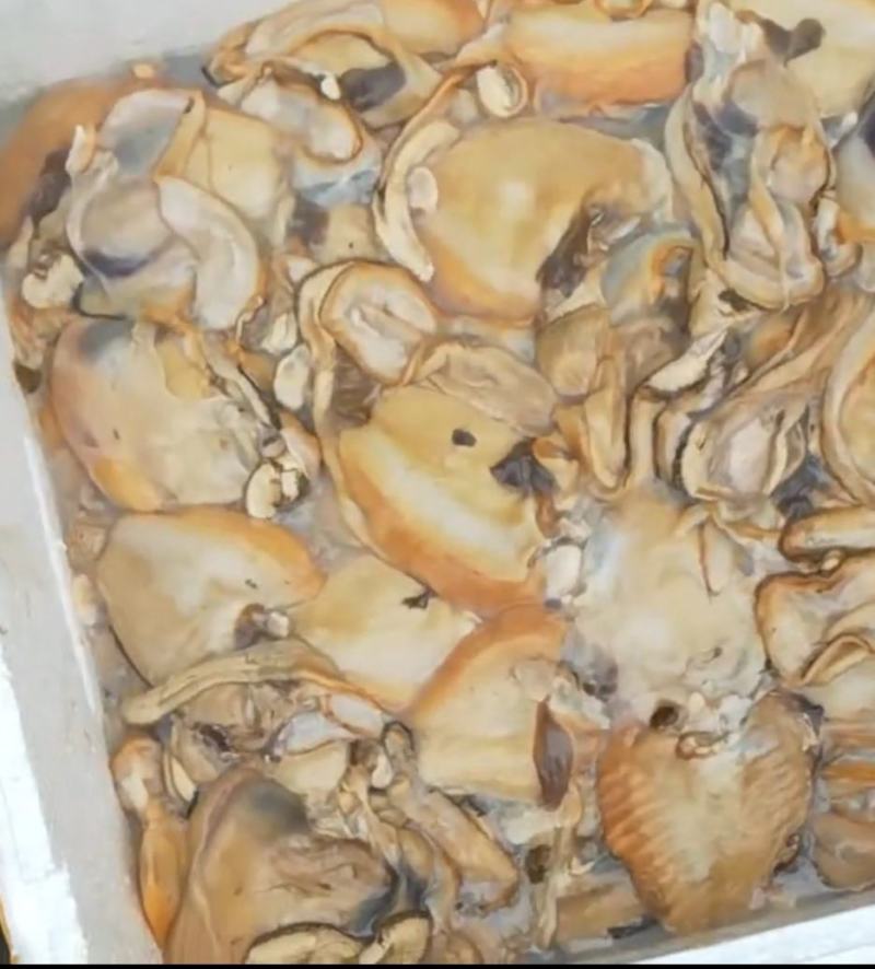 新鲜河蚌