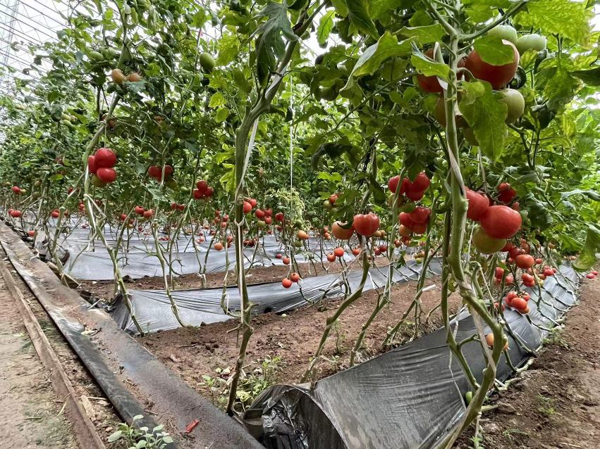 日光温室中普罗旺斯西红柿冬季栽培