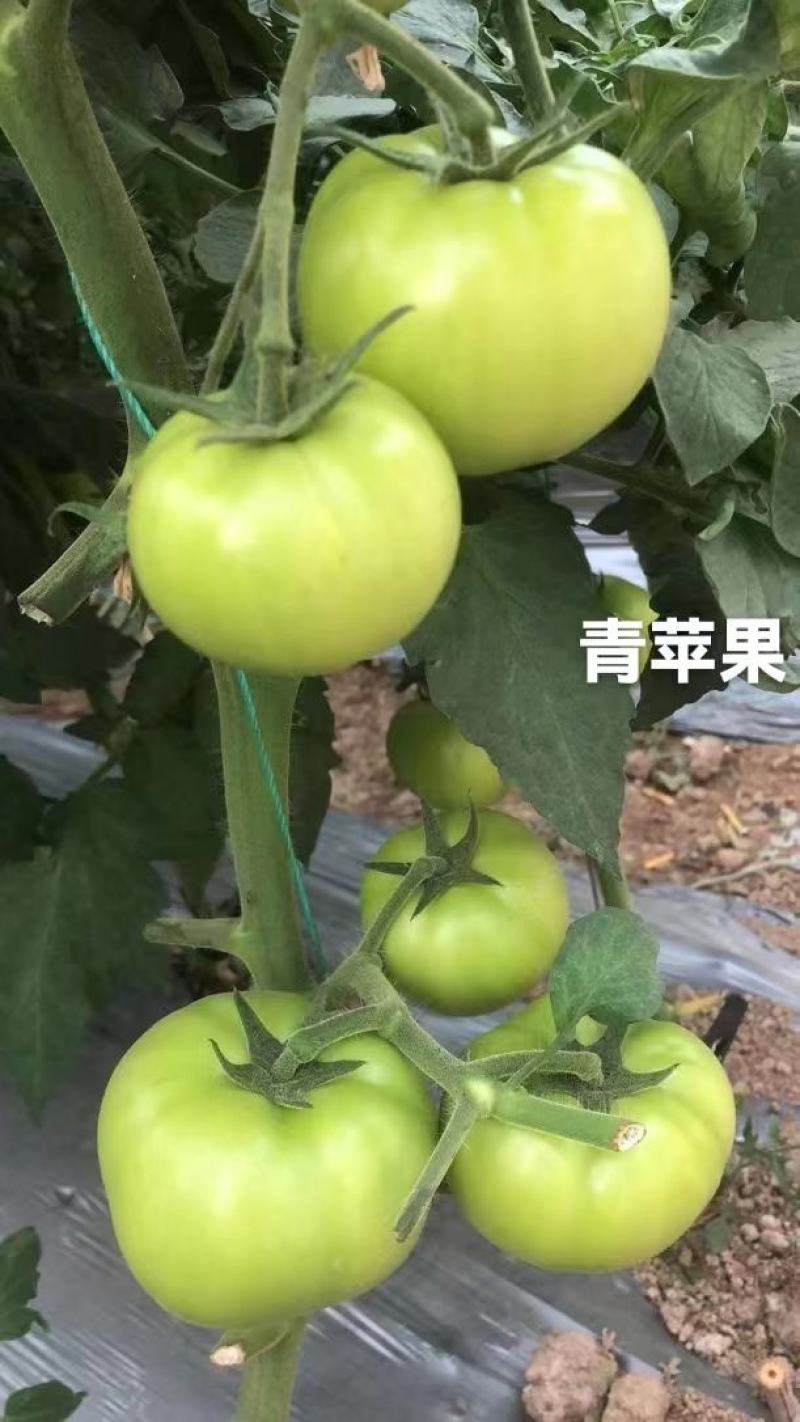 青苹果番茄种子成熟果青绿色西红柿种子无限生长型抗病毒