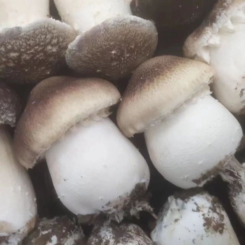 赤松茸