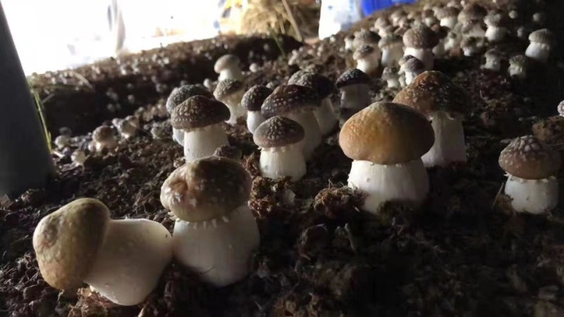 赤松茸
