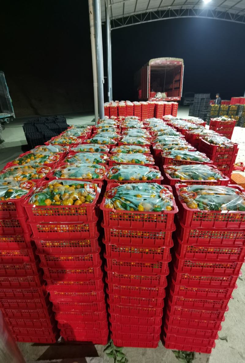 网红精品小箩筐沙糖桔，年货热卖，口感甜蜜。
