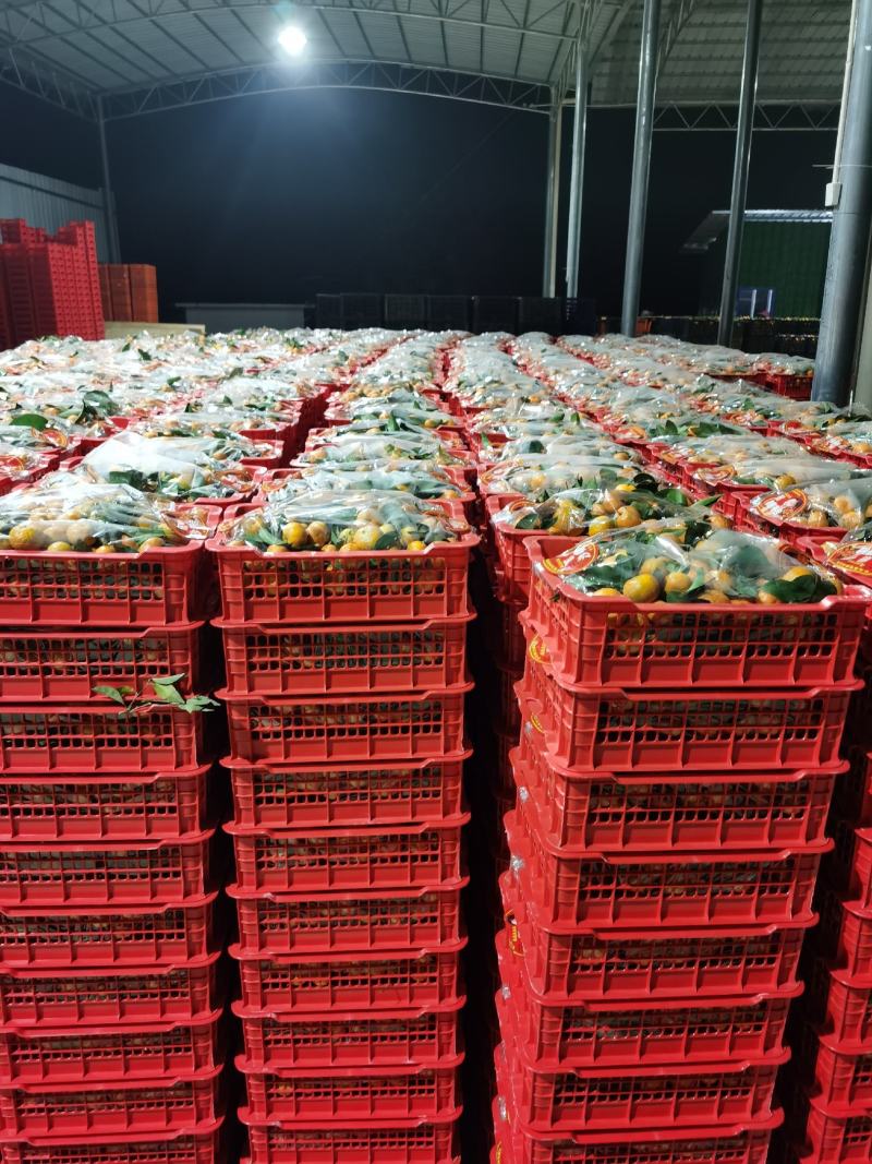 网红精品小箩筐沙糖桔，年货热卖，口感甜蜜。