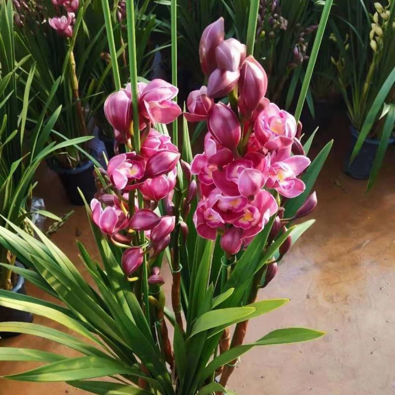 大花蕙兰盆栽春节室内花卉盆栽兰花苗墨兰虎头兰绿植春兰带花