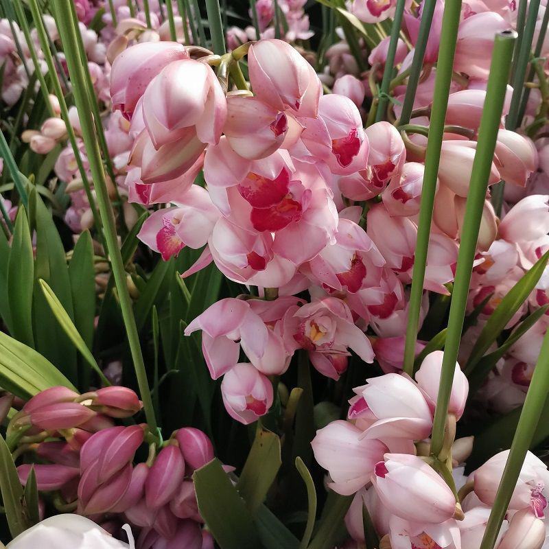 大花蕙兰盆栽春节室内花卉盆栽兰花苗墨兰虎头兰绿植春兰带花