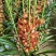 大花蕙兰盆栽春节室内花卉盆栽兰花苗墨兰虎头兰绿植春兰带花
