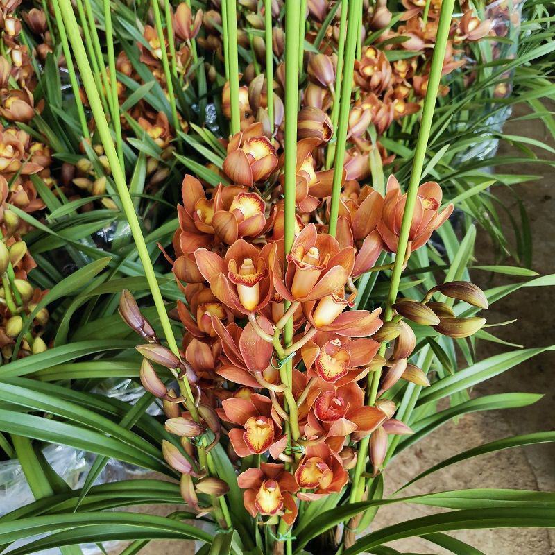 大花蕙兰盆栽春节室内花卉盆栽兰花苗墨兰虎头兰绿植春兰带花