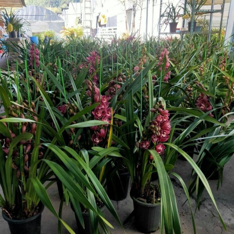 大花蕙兰盆栽春节室内花卉盆栽兰花苗墨兰虎头兰绿植春兰带花