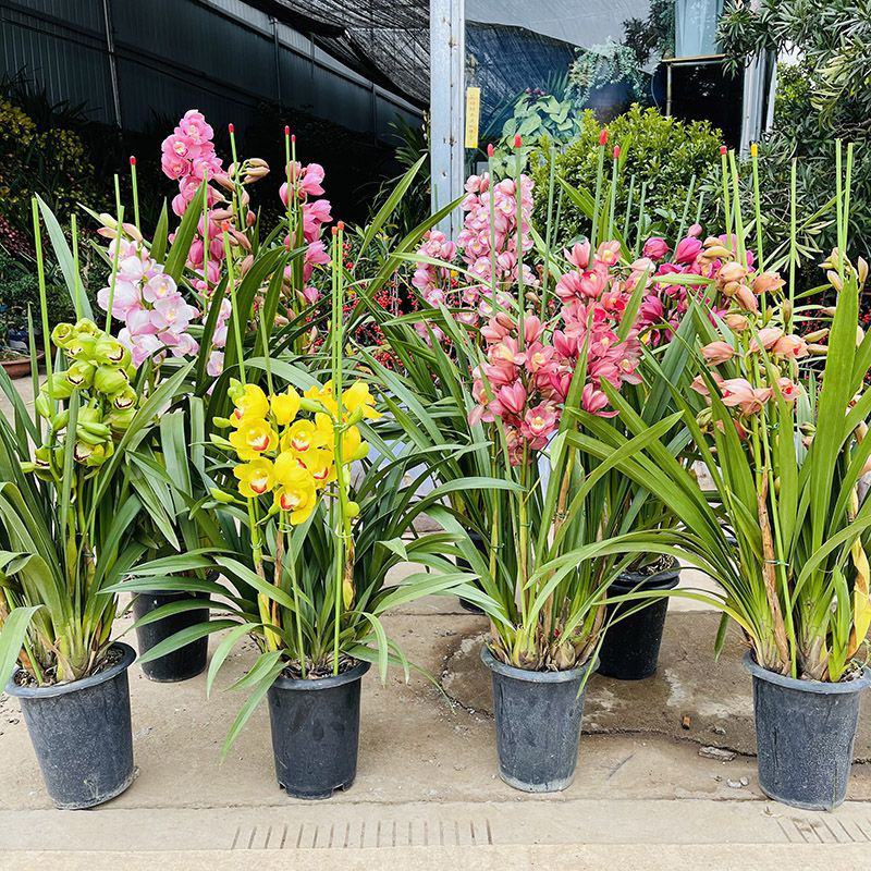 大花蕙兰盆栽春节室内花卉盆栽兰花苗墨兰虎头兰绿植春兰带花