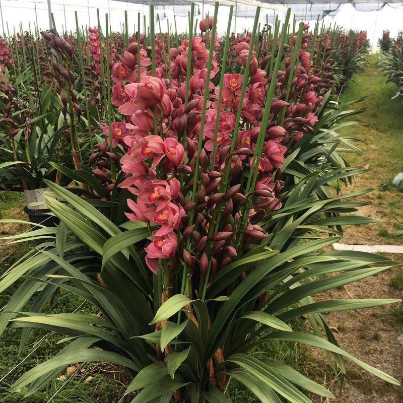 大花蕙兰盆栽春节室内花卉盆栽兰花苗墨兰虎头兰绿植春兰带花