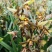 墨兰企黑带花芽浓香盆栽报岁兰过年开花耐寒绿植办公室