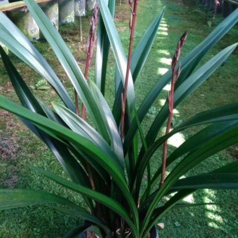 墨兰企黑带花芽浓香盆栽报岁兰过年开花耐寒绿植办公室
