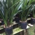 墨兰企黑带花芽浓香盆栽报岁兰过年开花耐寒绿植办公室