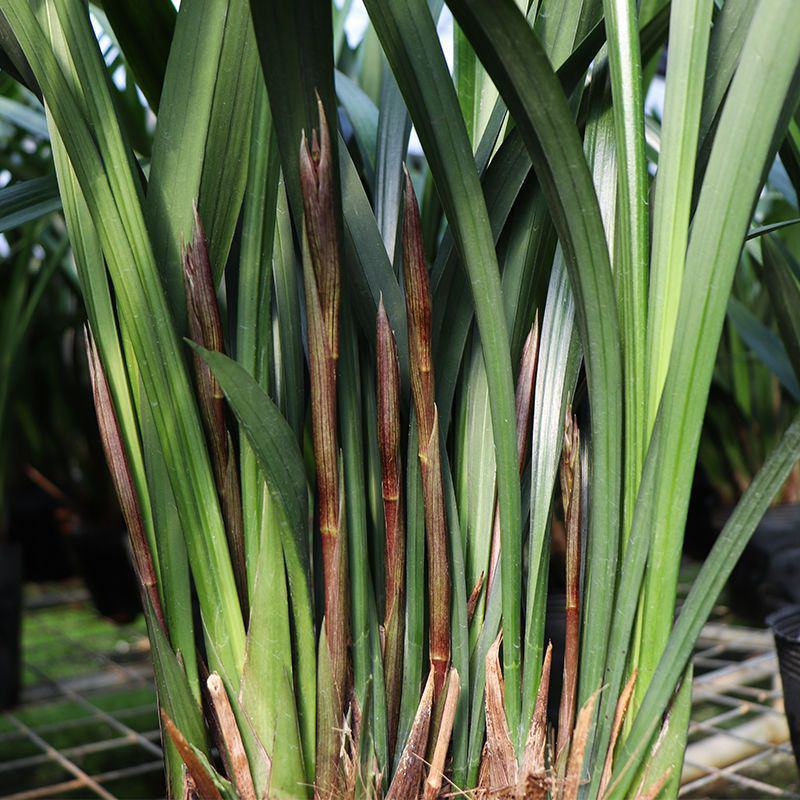 墨兰企黑带花芽浓香盆栽报岁兰过年开花耐寒绿植办公室