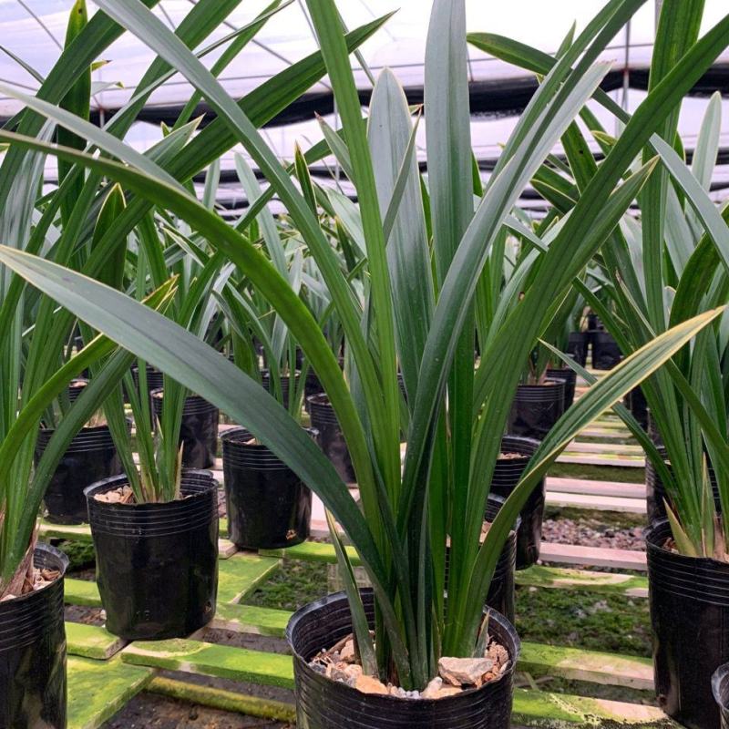 墨兰企黑带花芽浓香盆栽报岁兰过年开花耐寒绿植办公室