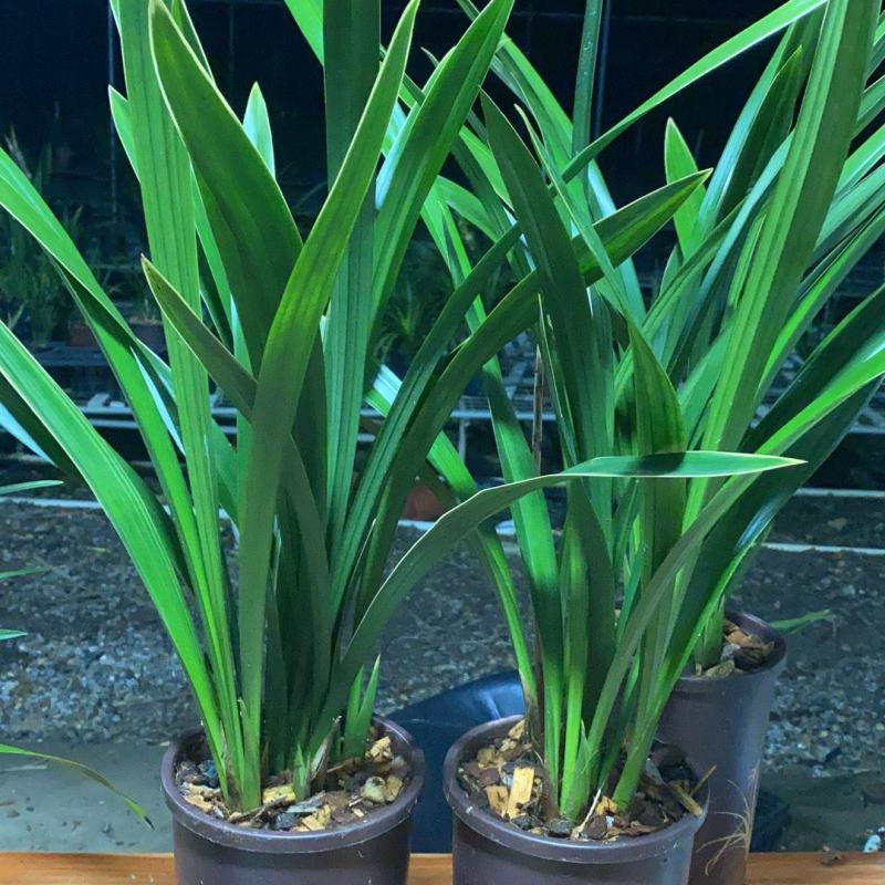 墨兰企黑带花芽浓香盆栽报岁兰过年开花耐寒绿植办公室