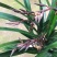 墨兰企黑带花芽浓香盆栽报岁兰过年开花耐寒绿植办公室